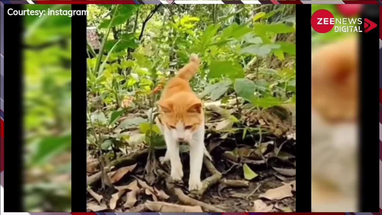 Viral Video: सांप ने जैसे ही डंसने के लिए फैलाया फन बिल्ली ने बार-बार किया कुछ ऐसा, देख दंग रह जाएंगे आप