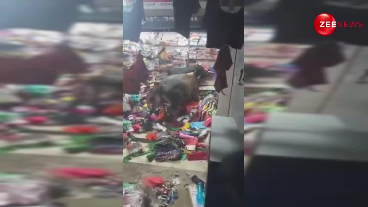 VIRAL NEWS: साड़ी की दुकान में घुसे सांडों ने मचाया उत्पात, मिनटों में कर डाला तहस-नहस