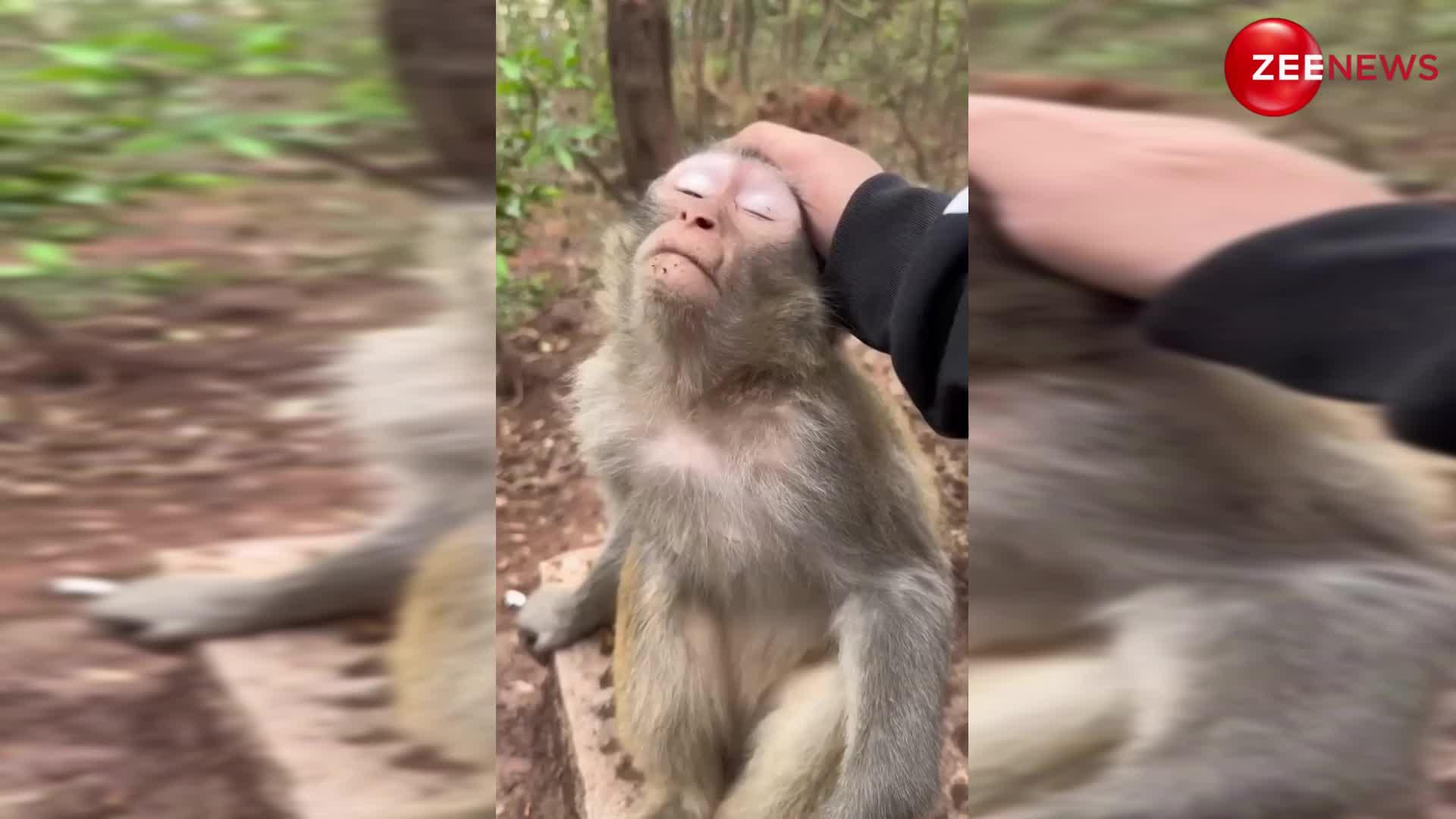 Monkey Viral Video: बंदर ने बढ़ती गर्मी में नवरत्न तेल से कराई अपनी मालिश, वीडियो देख लोग बोले- वाह भाई वाह