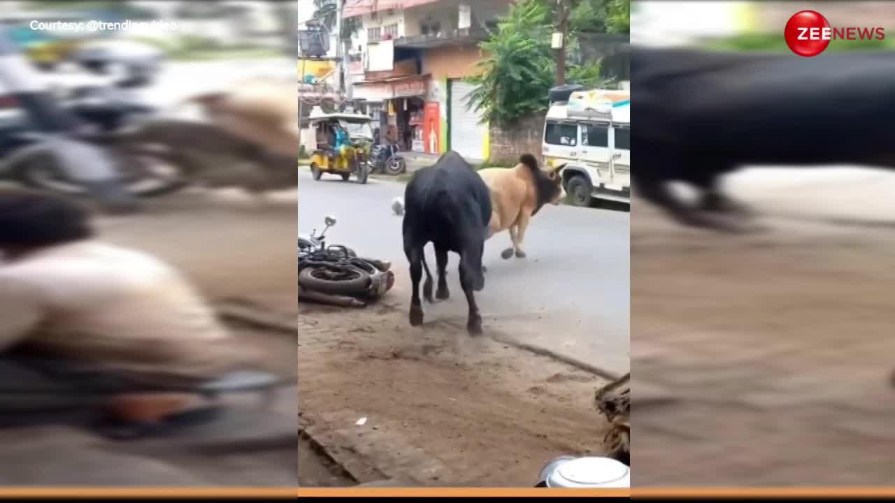 Bull Fight: बीच सड़क भीड़ गए दो सांड, एक ने दूसरे को उठा-उठाकर ऐसे पटका; आ गई नानी याद