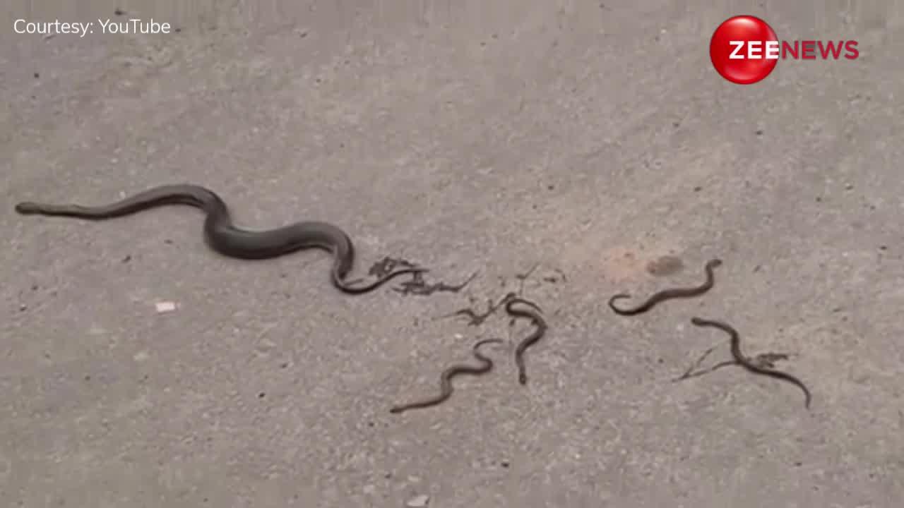 King Cobra: बीच सड़क पर कोबरा ने दिया एक साथ 6 बच्चों को जन्म, पहली बार सांप का ऐसा वीडियो देख आश्चर्यचकित हुए लोग