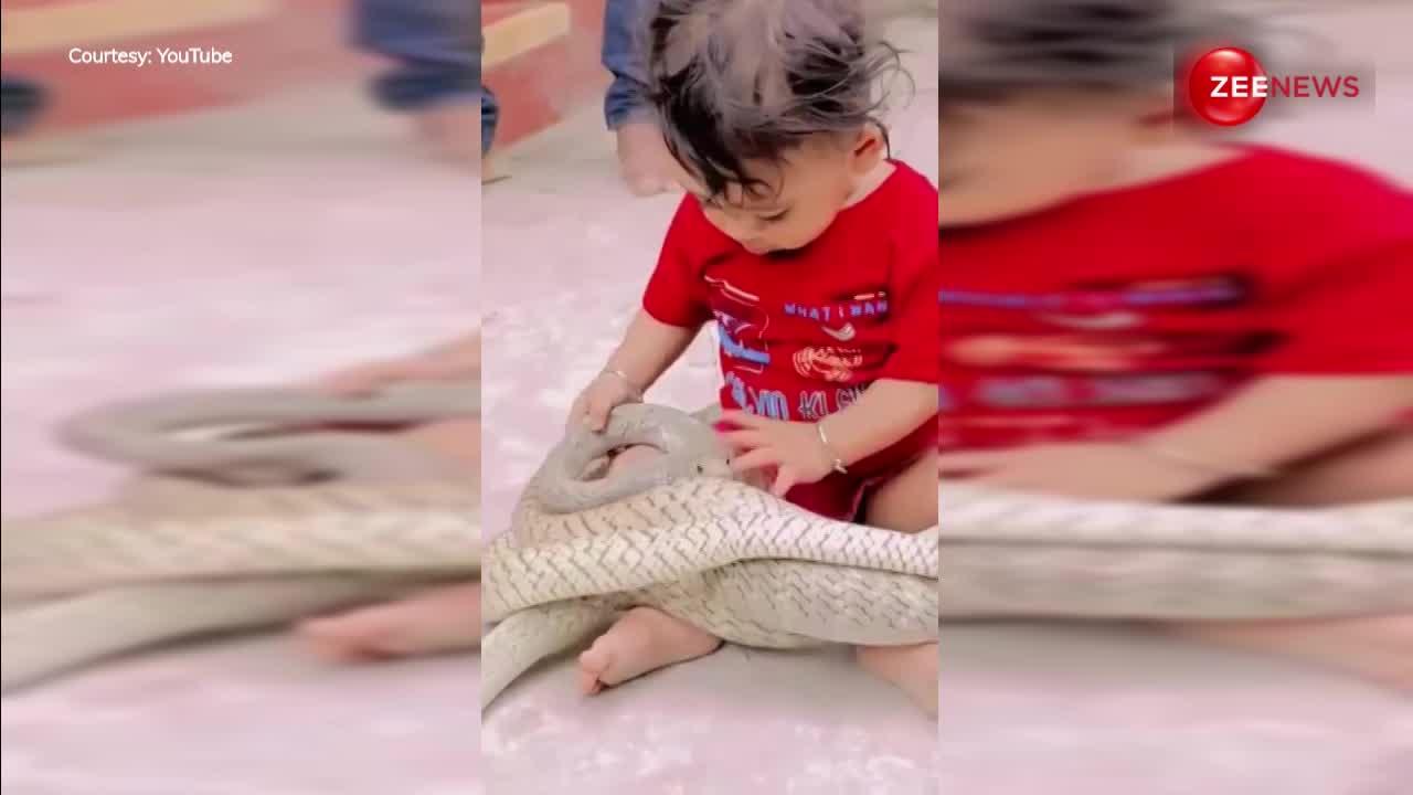 1 साल के बच्चे की गोद में एक साथ बैठ गए 3 किंग कोबरा फिर उनके साथ खेलने लगा, अद्भुत वीडियो ने 50 मिलियन व्यूज लूटे