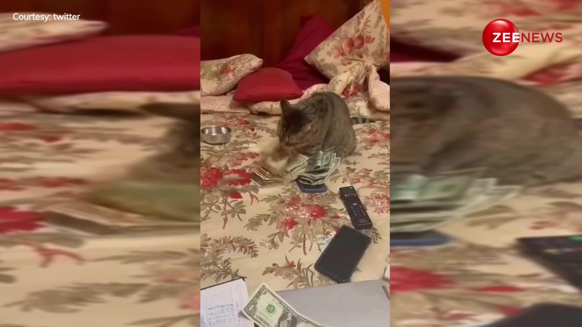 Viral Video: बिल्ली ने इस तरह से गिने नोट, लोगों ने कहा-ये है असली बैंकर