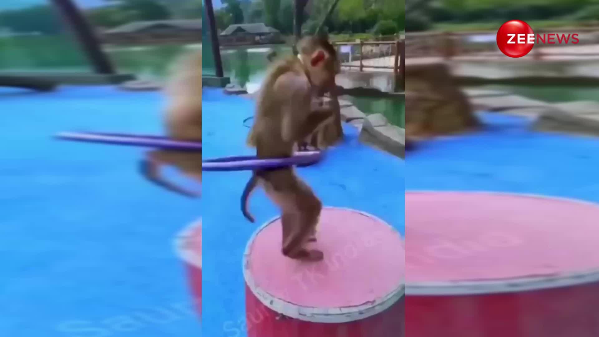 Viral Video: चाहिए पतली कमर? बंदर की ये एक्सरसाइज करें फॉलो