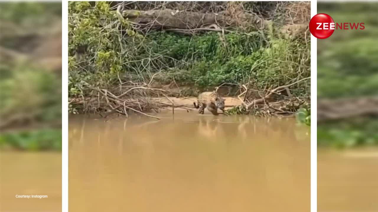 तेंदुए ने नदी में घुसकर किया मगरमच्छ का शिकार, सांस लेने का भी नहीं दिया मौका, Video देख दहल जाएगा दिल