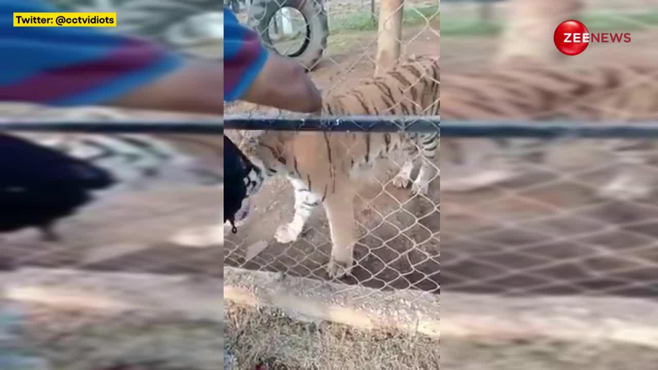 पिंजरे में हाथ डालकर टाइगर को पकड़ रहा था शख्स, छूने लगा तभी बाघ ने लपक के पकड़ा हाथ; वीडियो रोंगटे खड़े कर देगा
