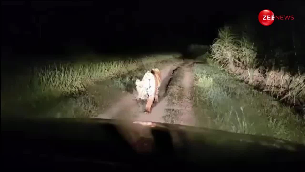 UP Video: आधी रात में गन्ने के खेत में दिखा बाघ, तभी वहा आई एक कार; और फिर...