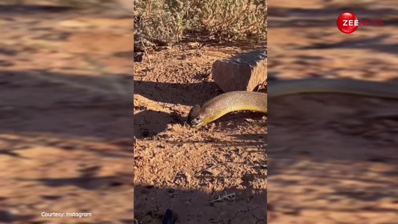 ऑस्ट्रेलिया में मिला दुनिया का सबसे जहरीला सांप, कोबरा-अजगर भी इसके सामने हैं छोटे-मोटे कीड़े