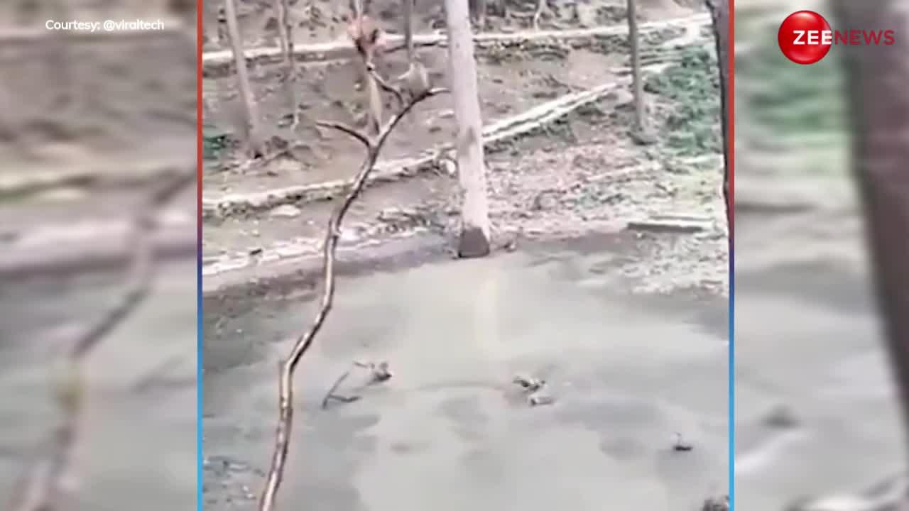 Viral: जंगल में बंदर को मिला पानी का तालाब, तो पेड़ पर चढ़कर लगाने लगें एक के एक बाद छंलाग....