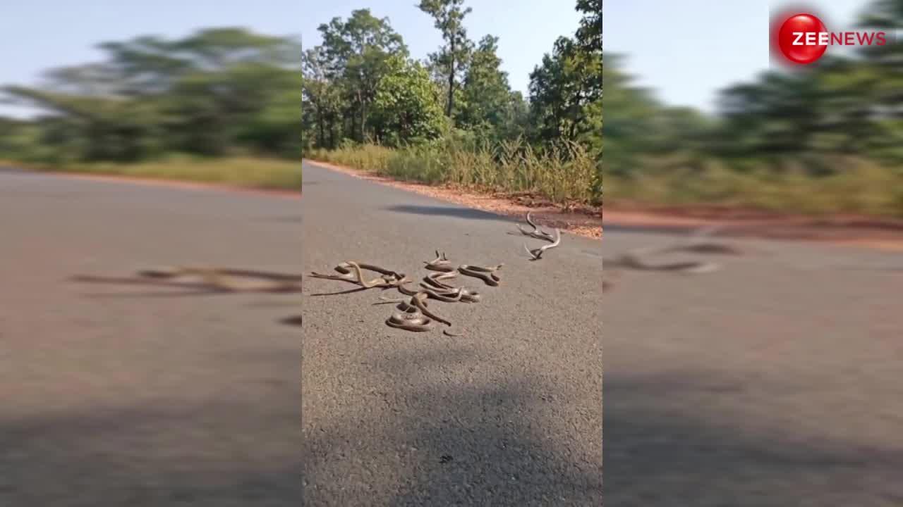 Cobra Snake Video: सड़क के बीचों-बीच पड़ा दिखा कोबरा सांपों का झुंड, फिर अचानक से कुछ लगे उड़ने और कुछ...