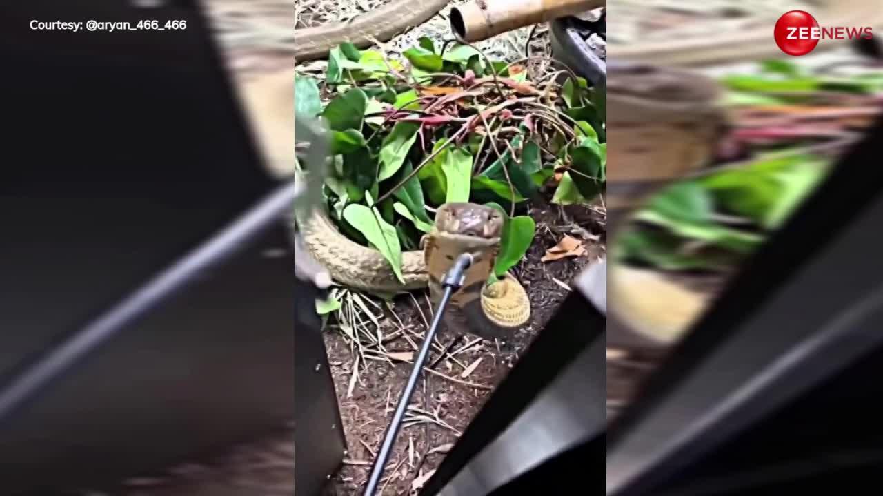 Cobra Video: भयंकर गर्मी में प्यास से तड़प रहा था सांप, जान दाव पर लगाकर युवक ने इस जुगाड़ से पिलाया पानी
