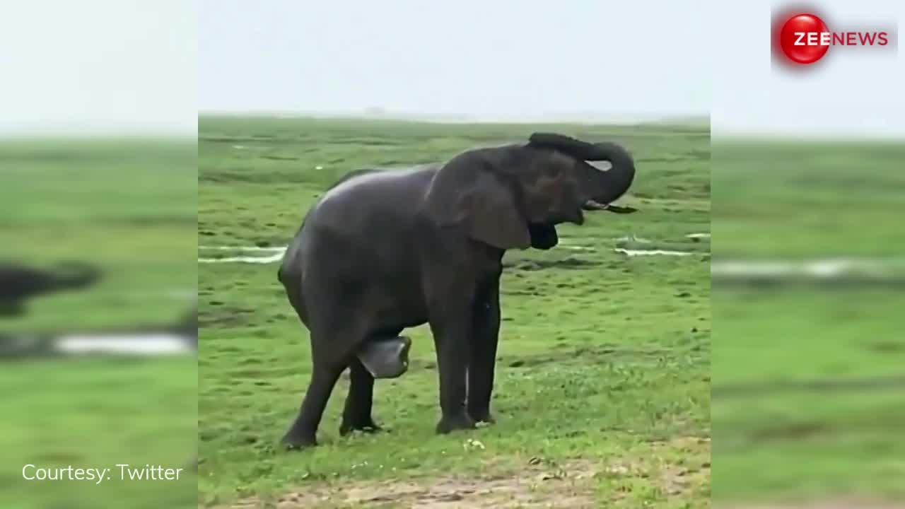 Viral: हथिनी ने बीच जंगल में दिया बेबी हाथी को जन्म तो सेलिब्रेशन के लिए दौड़ा-दौड़ा आया हाथियों का झुंड