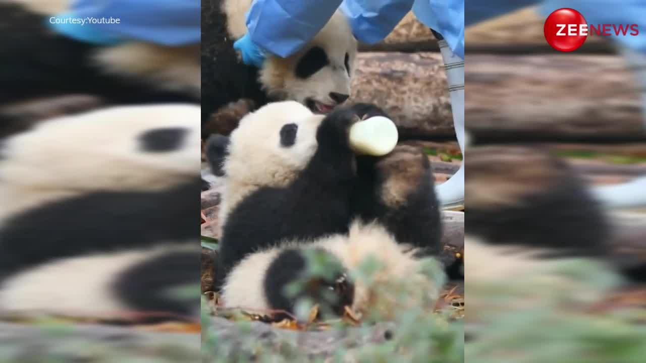 Panda Video: बोतल से दूध पीने में नखरे दिखा रहा था पांडा, तभी मम्मी ने पटक-पटकर मारा!