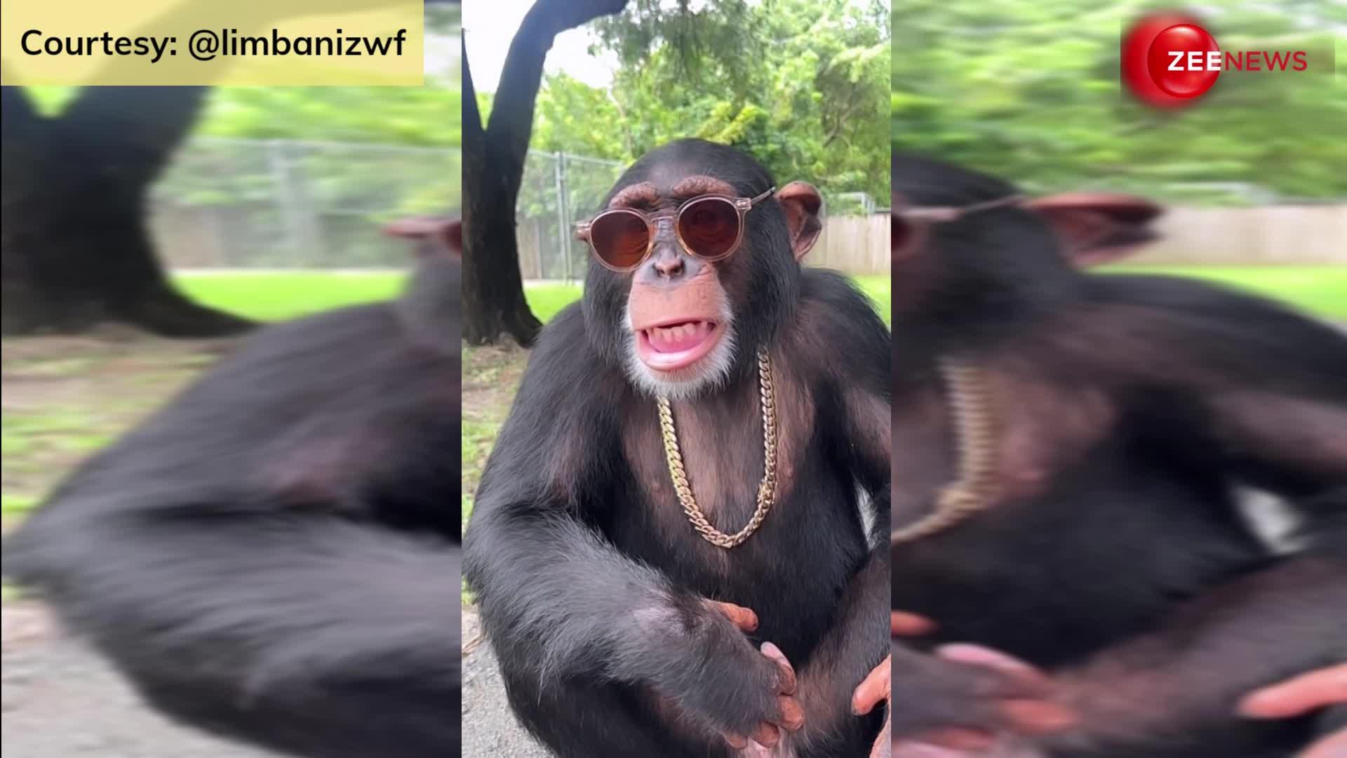 आंखों पर चश्मे का पहरा, गले में सोने की चैन... Chimpanzee का धाकड़ लुक सोशल मीडिया पर मचा रहा धमाल, देखें वीडियो