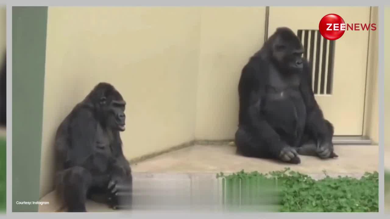 चिंपांजी ने ठानी लव मैरिज करने की जिद्द, मां-बाप के समझाने पर भी नहीं माना, दिखा Turu Lob का नजारा