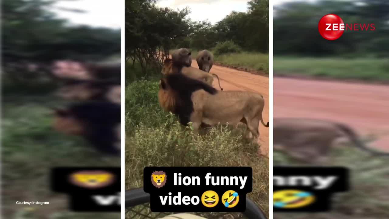 दो बब्बर शेरों को गैंडों ने धमकाया, दी सींग से पेट भाड़ डालने की धमकी, देखें Video