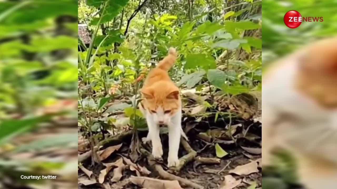 जंगल में अकेली बिल्ली को देख कोबरा ने किया अटैक, फिर सांप के साथ जो हुआ देख मन में बैठ जाएगा खौफ