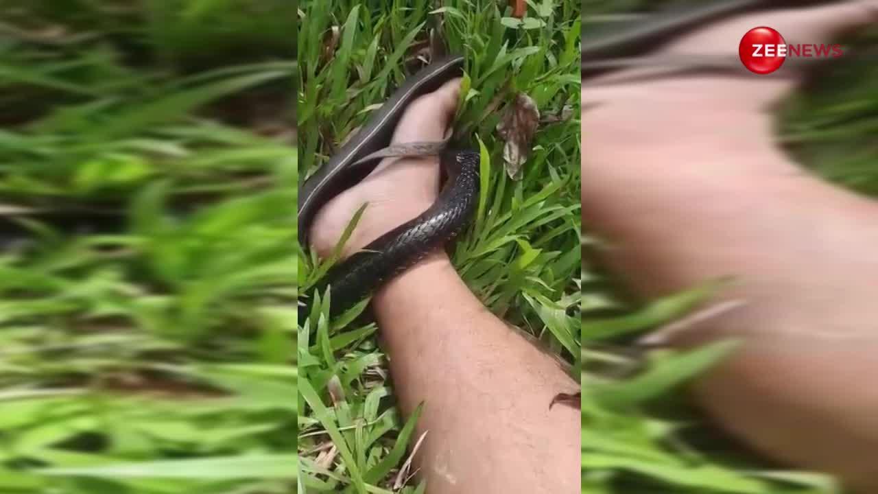 King Cobra: झाड़ियों में आराम कर रहा था शख्स, तभी पैर पर चढ़ गया किंग कोबरा सांप; अगले ही पल जो हुआ देख उड़ जाएंगे होश