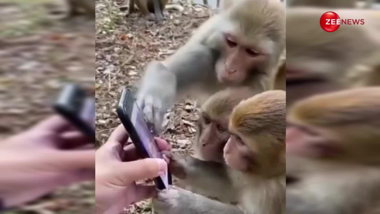 सोशल मीडिया पर बिजी दिखा बंदरों का ग्रुप, इंसान ही नहीं जानवरों को भी मोबाइल का जबरदस्त क्रेज