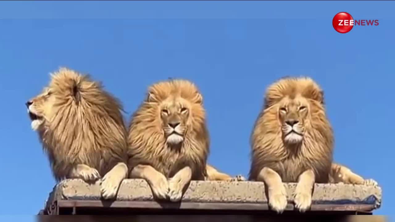 देखिए दुनिया के ये खतरनाक तीन शेर, तीनों ने मिलकर लगाई ऐसी दहाड़, वायरल Video देख खड़े हो जाएंगे रोंगटे