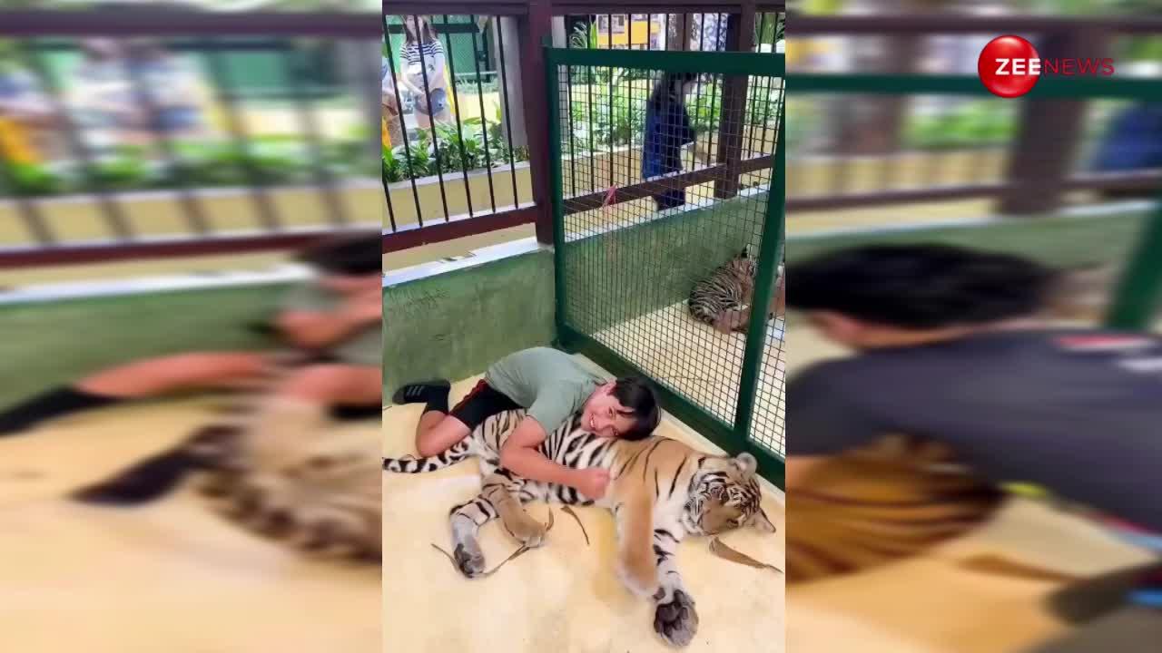 सोए हुए बाघ को बच्चे ने जगाया, गुस्से में घुमाकर मारा ऐसा लाफा, वीडियो देख सहम जाएगा दिल