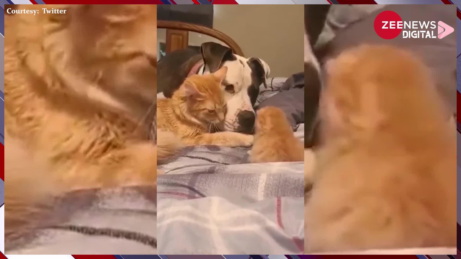 Viral Video: बिल्ली और कुत्ते का ऐसा अनोखा वीडियो शायद ही आपने कभी दिखा होगा, दोनों का क्यूट अंदाज हो रहा तेजी से वायरल