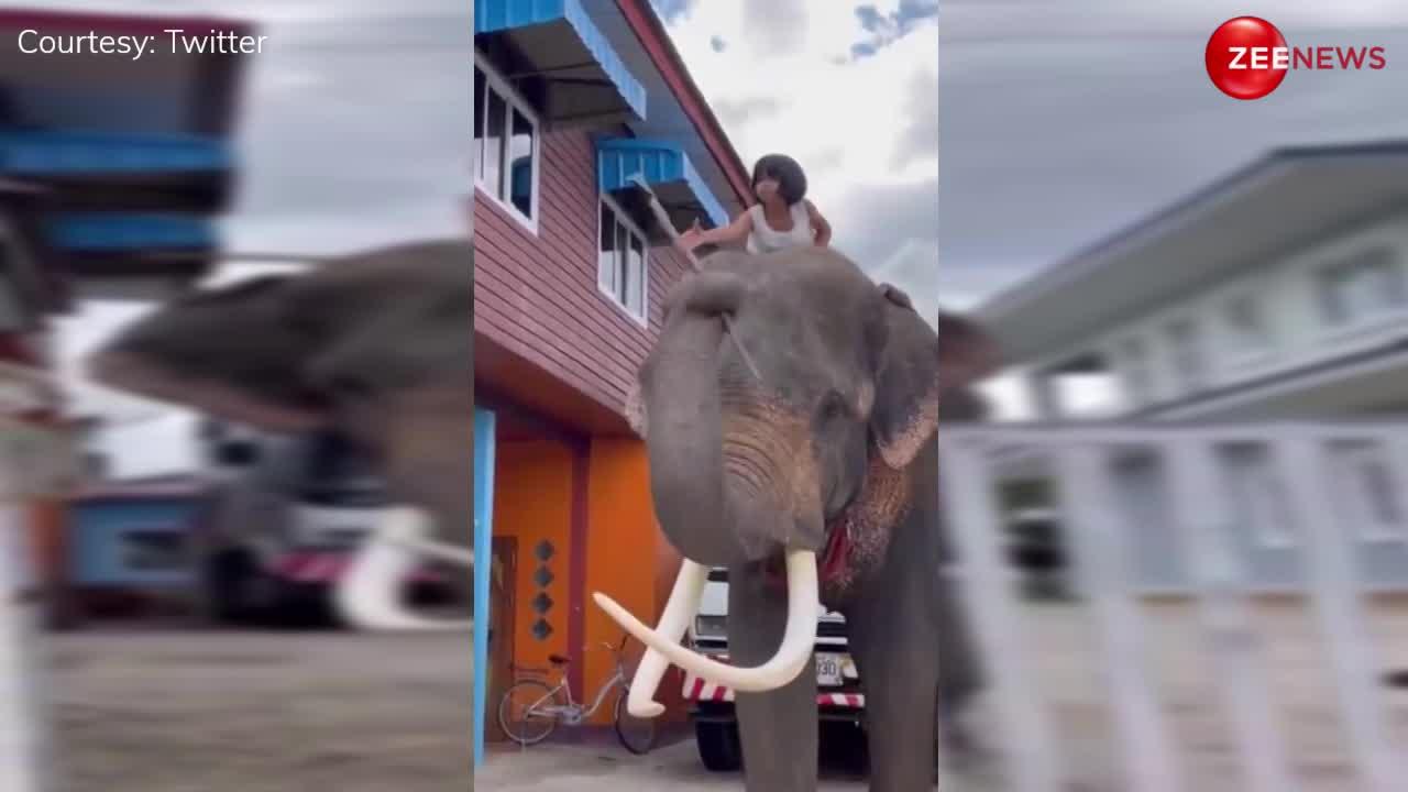 Viral Video: 'Awww'..छोटी सी बच्ची को पीठ पर चढ़ाने के लिए हाथी ने की मदद, अपनी सूंड से उठाकर बिठाया