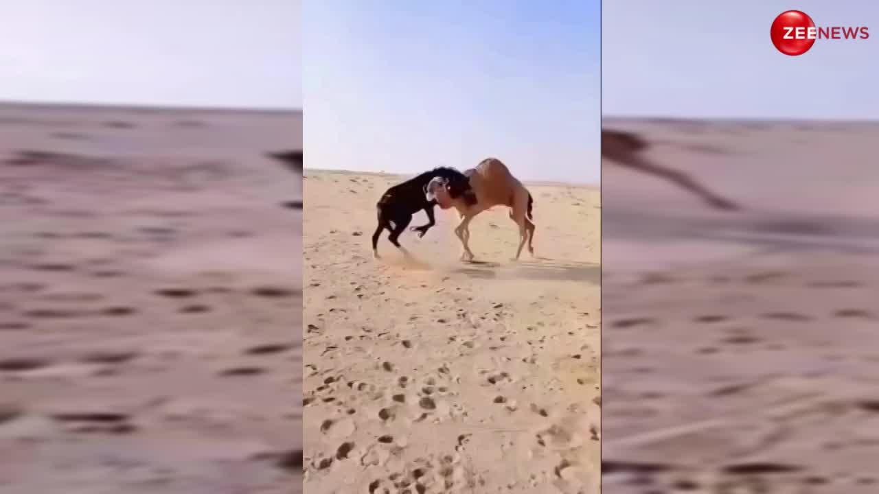 Camel Horse Fight Video: रेगिस्तान में राजा बन रहा था घोड़ा! ऊंट ने दिला दी नानी याद