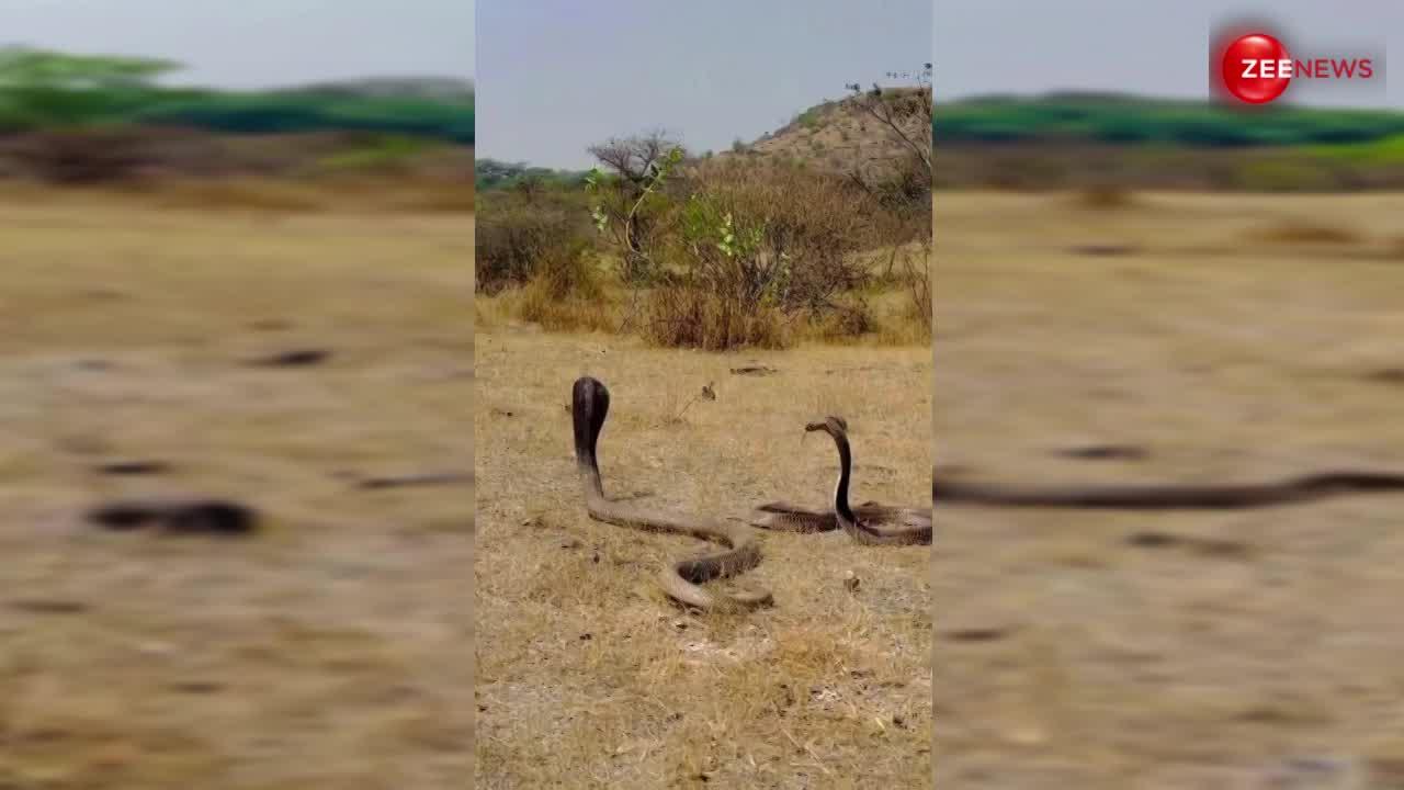 Cobra Video: रोमांस कर रहे थे 2 कोबरा, अचानक से शख्स ने फोन निकालकर बनाया वीडियो तो एक के आगे एक दुम दबा के भागे