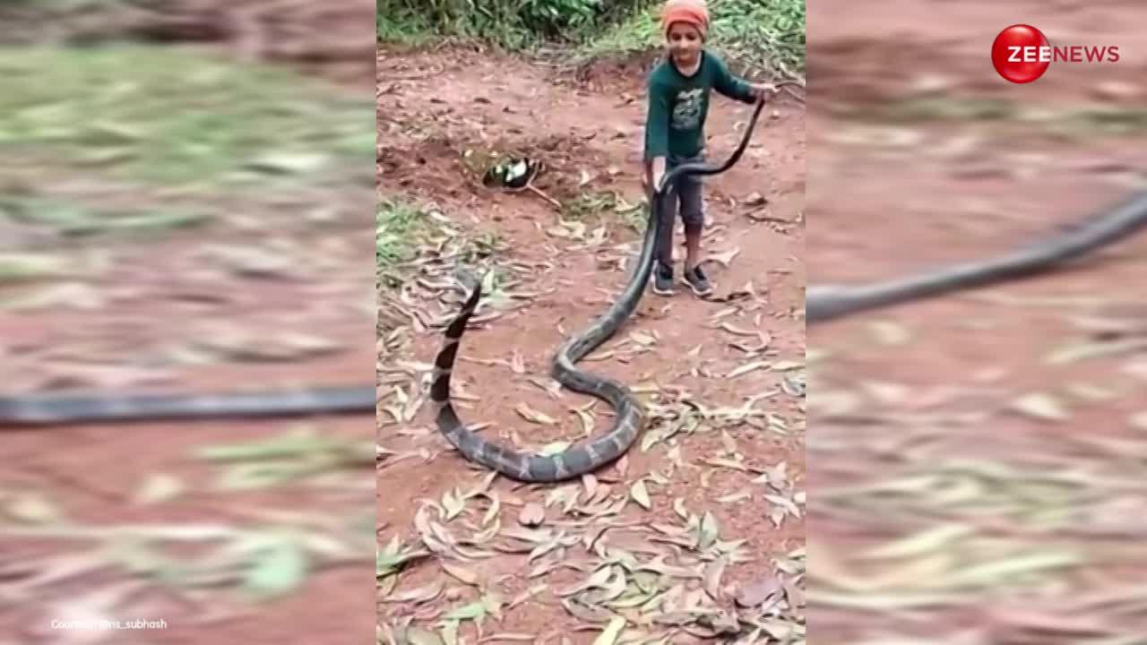 King Cobra Video: विशालकाय किंग कोबरा के साथ 6 साल के बच्चे ने की ऐसी हरकत, देखते ही देखते वीडियो हो गया वायरल