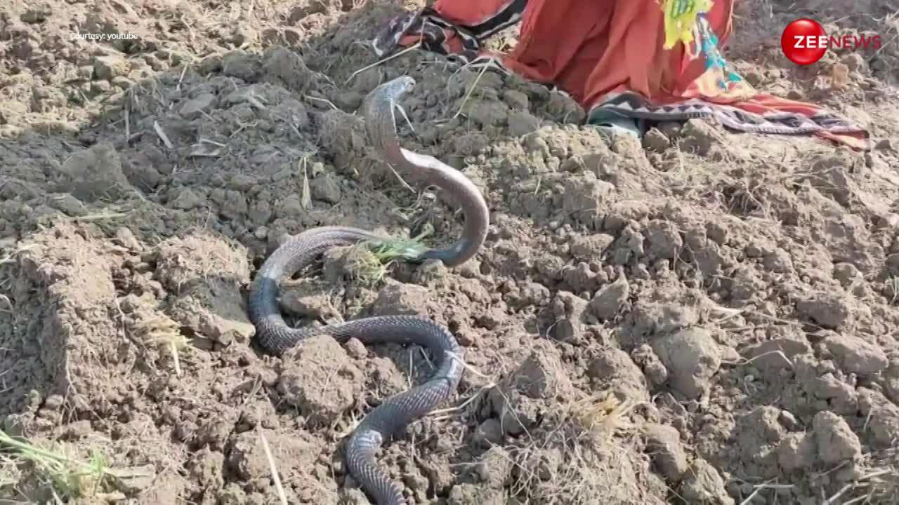 खेत में निकल आया इतना बड़ा King Cobra, किसान भी रह गया हक्का-बक्का; भगाने के लिए अपनाई ये तरकीब