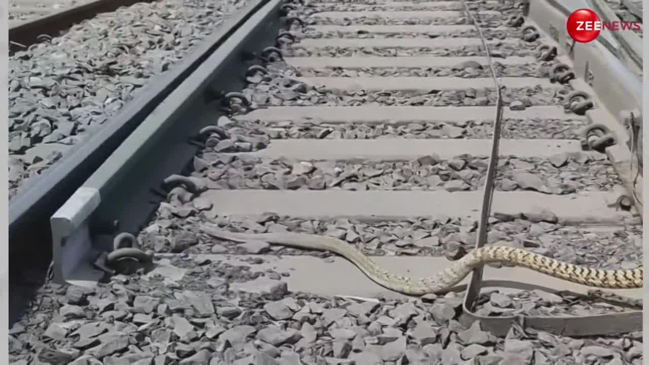 King Cobra: रेल के पटरी पर भागता दिखा कोबरा, लोगों ने पहली बार देखा ऐसा विडियो