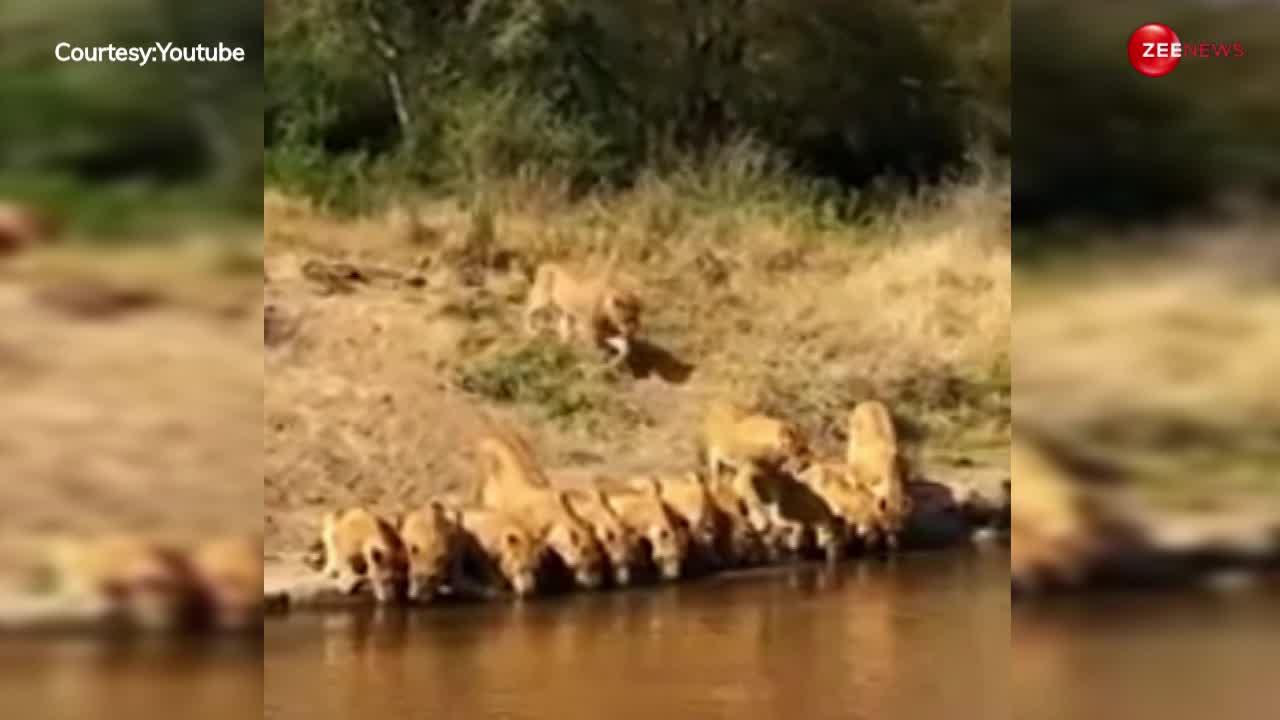 नदी किनारे एक साथ 20 शेर पानी पीते दिखे, ये अनोखा नजारा देख उड़ जाएंगे होश