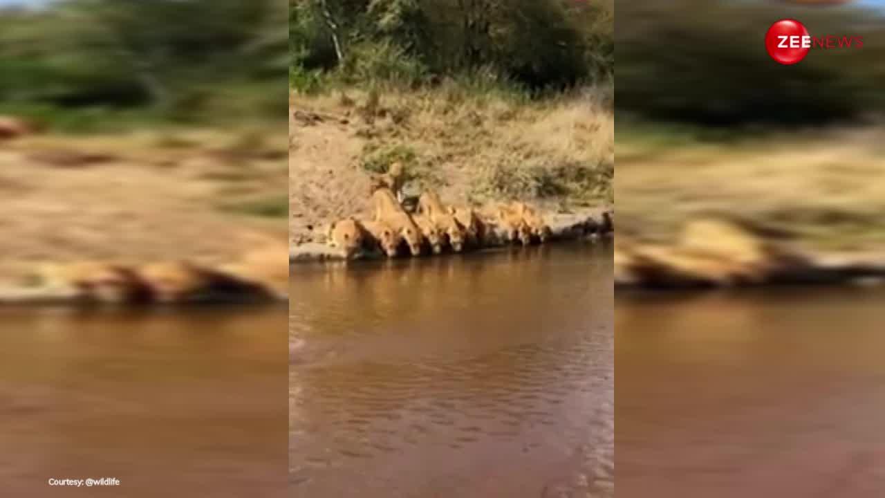 Lion Video: नदी किनारे एक साथ 20 शेरों के ग्रुप ने पिया पानी, पहले नहीं देखा किसी ने ऐसा नजारा!