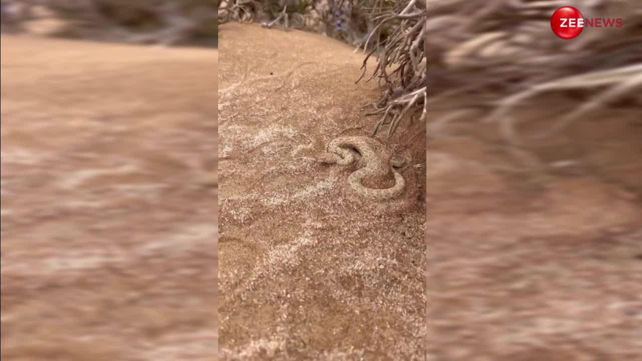 शिकार को पकड़ने के लिए खुद को ऐसे रेत में छिपाता है ये सांप, Sand Viper का खतरनाक वीडियो रोंगटे खड़े कर देगा