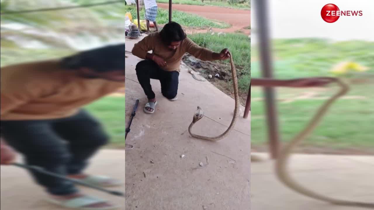 King Cobra: सांप पकड़ने गए शख्स ने एक झटके में पकड़ लिया खतरनाक किंग कोबरा, वीडियो देख उड़ जाएगी नींद