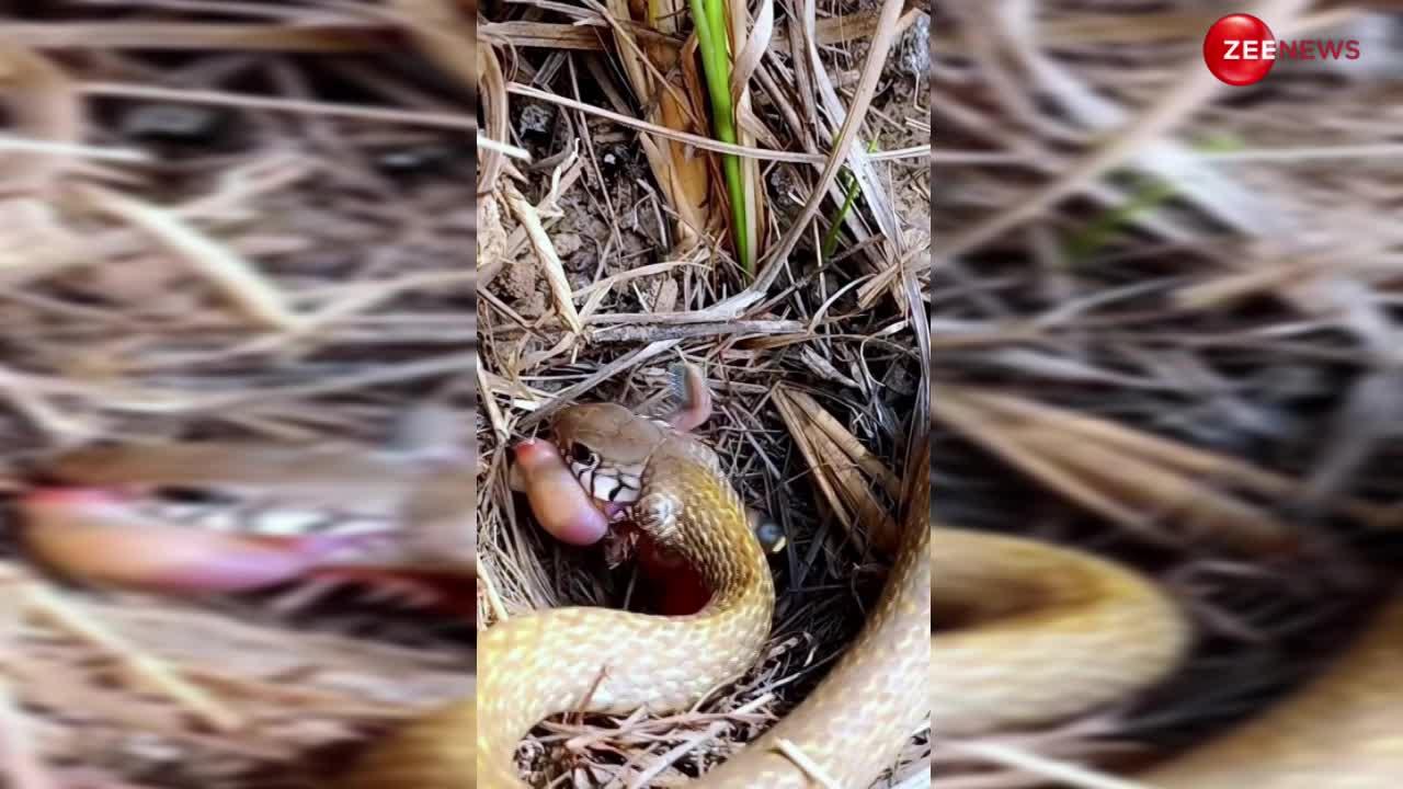 चिड़िया के घोंसले में बच्चों को खाने के लिए घुस गया खूंखार किंग कोबरा, फिर आगे जो हुआ कोई सोच ही नहीं सकता...