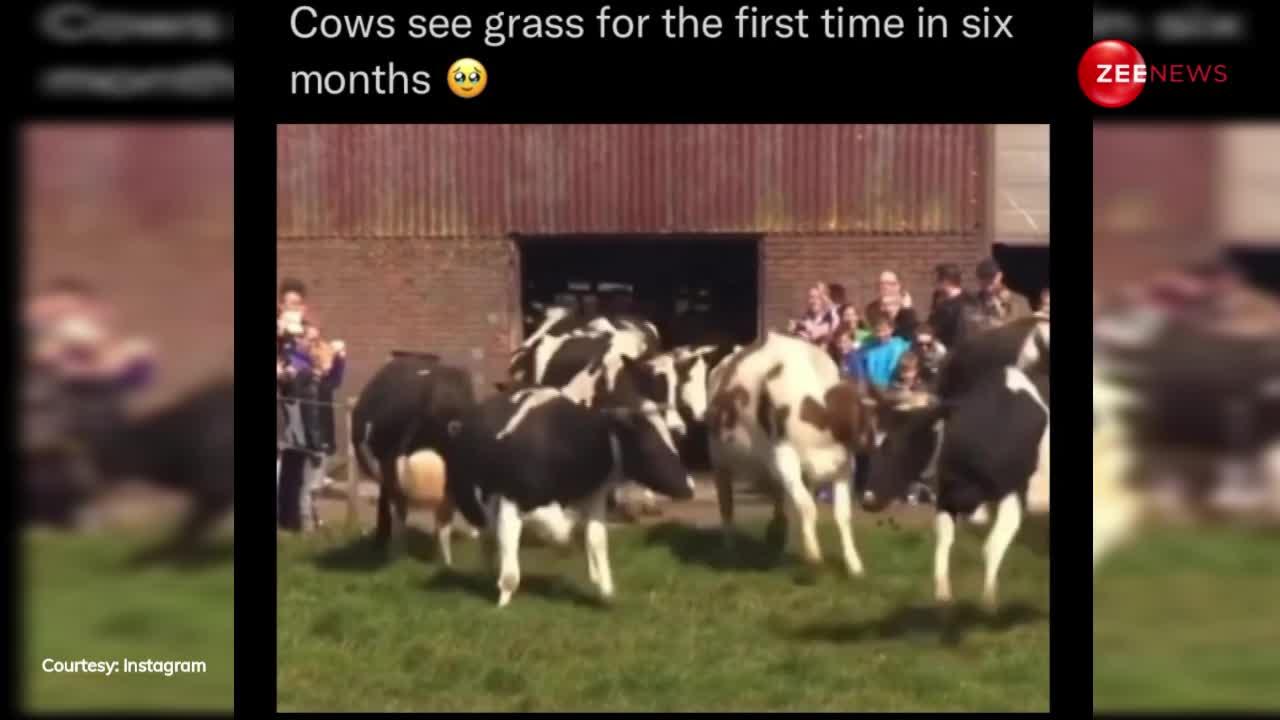 6 महीने बाद गायों को बंद जगह से निकाला बाहर तो बच्चों की तरह उछलने लगीं; देखने लायक है वीडियो
