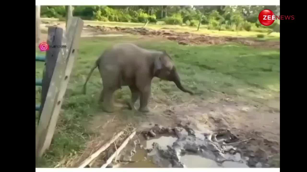 बकरी के बच्चे से डरकर भाग गया हाथी का बच्चा, वीडियो देख खूब हंसेंगे आप