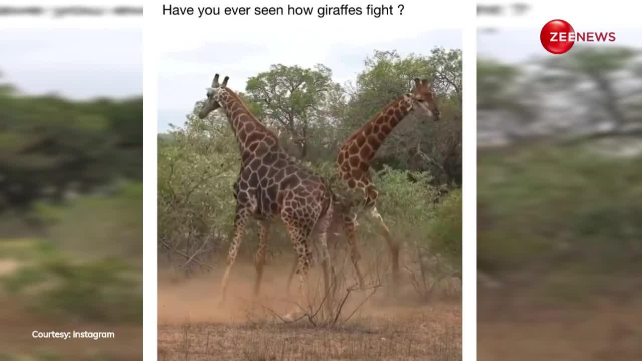 दो Giraffes के बीच हुई खतरनाक लड़ाई, एक ने दूसरे को कर दिया लहूलुहान; रोंगटे खड़े कर देगा वीडियो