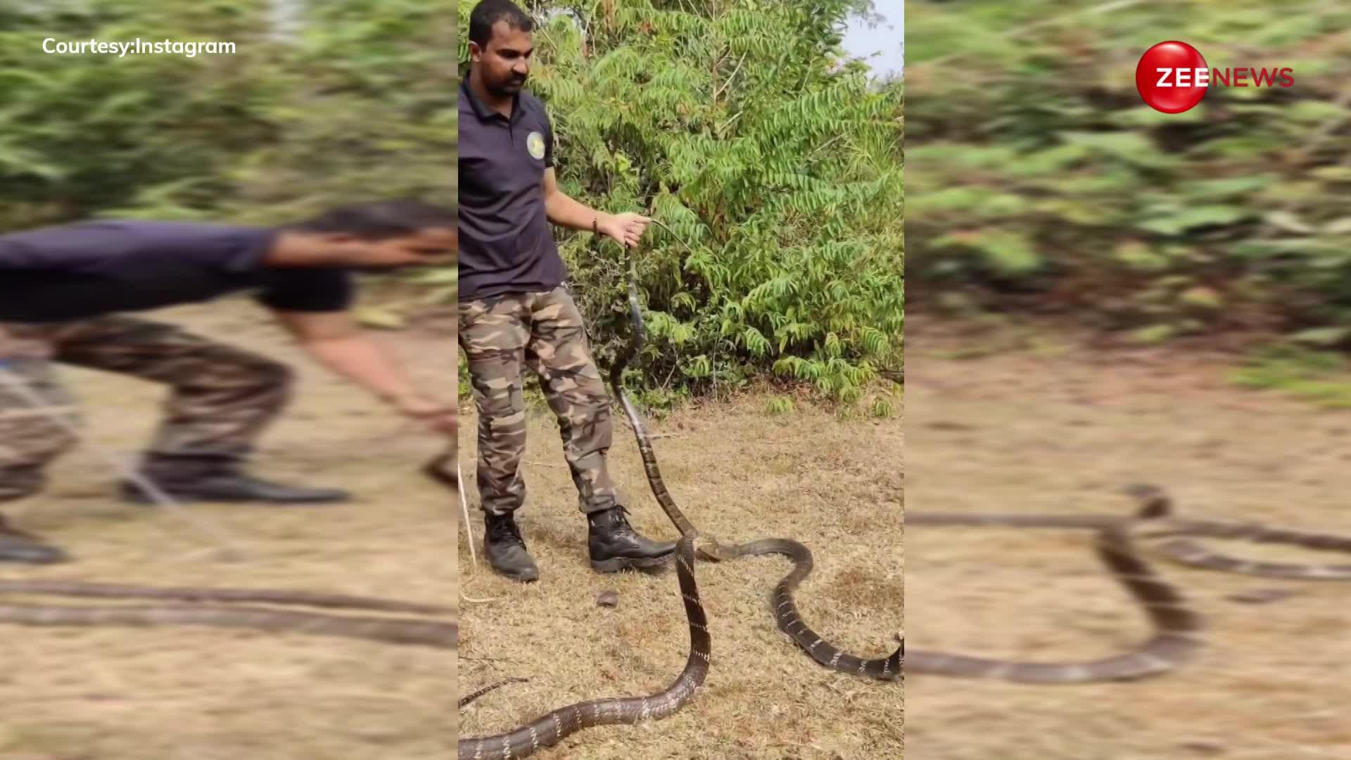 King Cobra: आदमी ने इस तरह से पकड़ा विश्व का सबसे लंबा सांप, नाम है नागराज