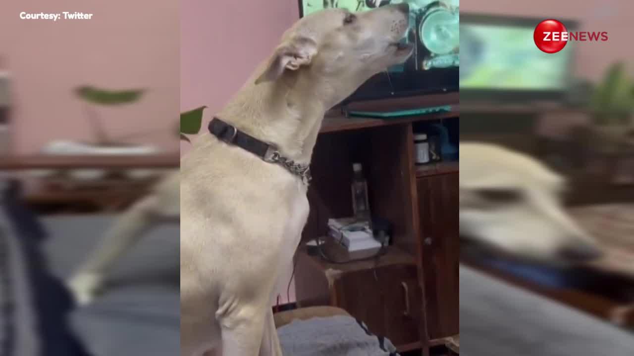 कबीर सिंह फिल्म का गाना टीवी पर चलते ही कुत्ते ने मिलाए सुर, 'तुझे कितना चाहने लगे' पर जमाया रंग