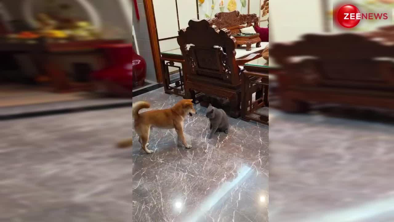 Cat-Dog Fight Viral Video: बिल्ली ने खींचकर जड़ा ऐसा थप्पड़, फर्श पर तेजी से गोल-गोल चक्कर लगाने लगा कुत्ता फिर........