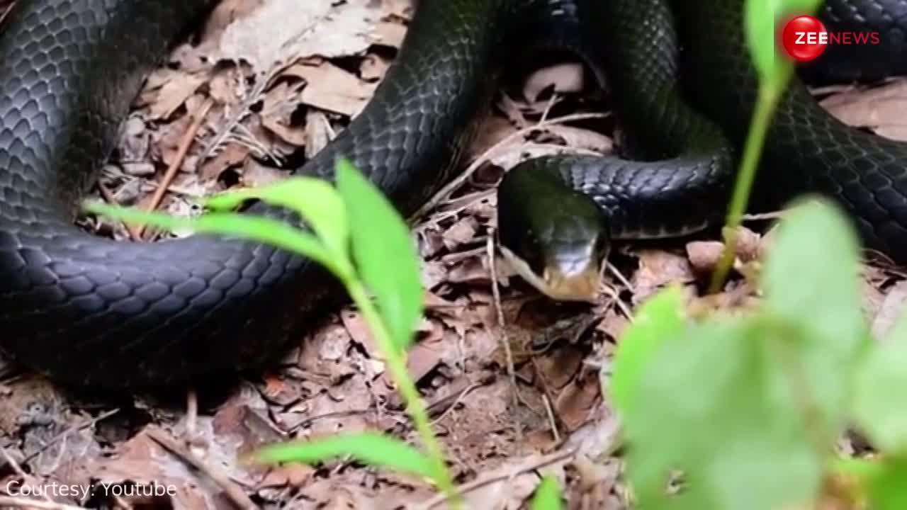 Black Cobra: पत्तियों के बीच छिपा बैठा था दुनिया का सबसे जहरीला Black Cobra, लड़की वीडियो बनाने गई तो...