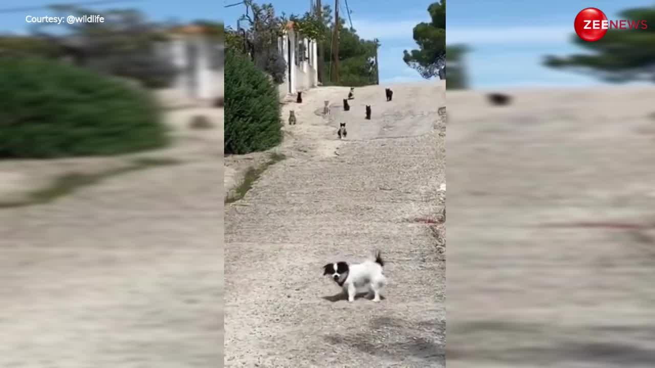 8 बिल्लियों के सामने अकेला पड़ गया कुत्ता, फिर जो किया देख लोगों की नहीं रुक रही हंसी