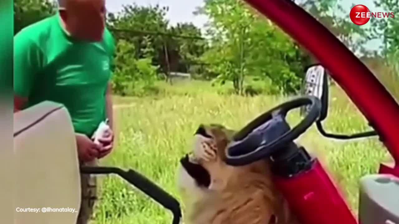 Lion Video: गाड़ी में बैठने की जिद कर रहा था शेर, मालिक ने खींच के मारा चांटा, बच्चों की तरह रोने लगा जंगल का राजा