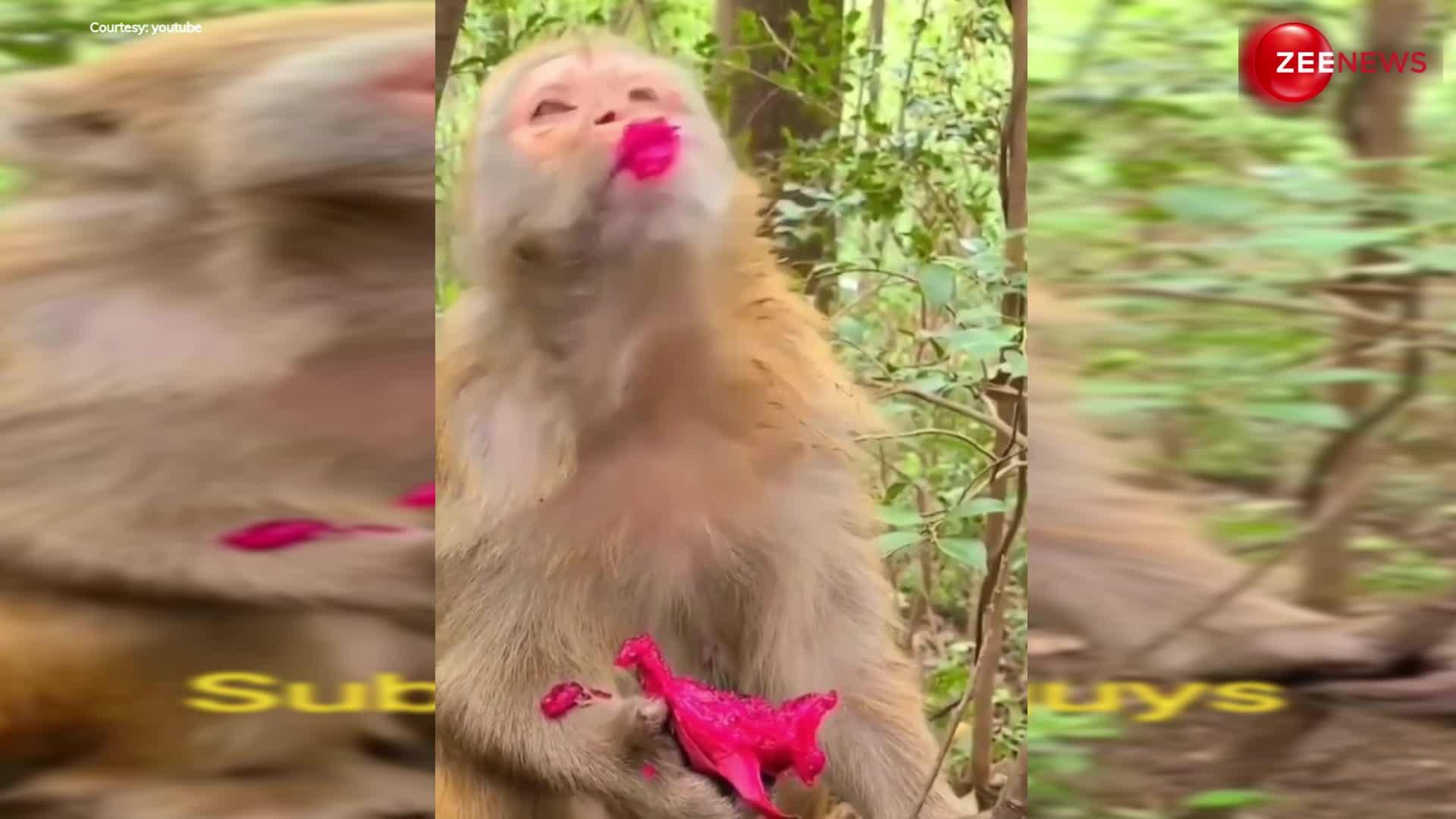 Stubborn Monkey viral video:बंदरिया को मालिक ने नहीं दिलाई लिपस्टिक तो लाल फल से रंग डाले अपने होंठ