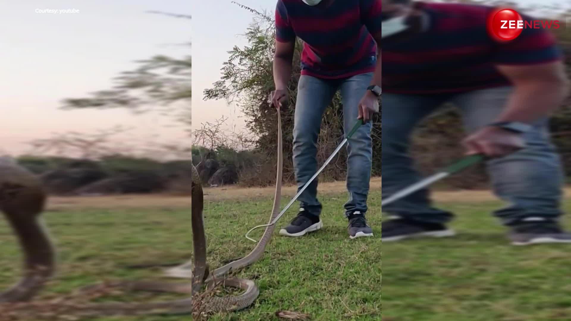 Female cobra viral video:नागिन को सरेआम छेड़ा तो नाग को आ गया गुस्सा, फिर किया कुछ ऐसा; देख दुम दबाकर भागा लड़का