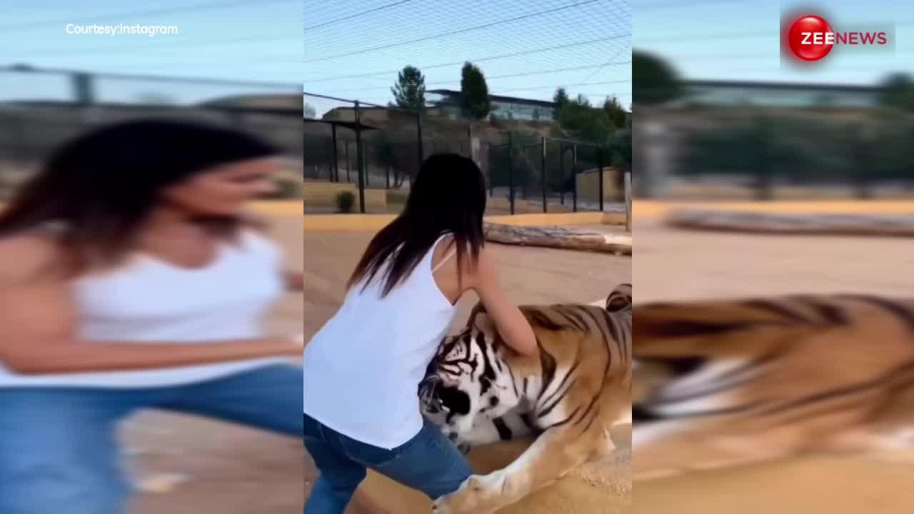 टाइगर को पालतू समझ लड़की ने लुटाया प्यार, तभी बाघ ने दबोच लिया हाथ