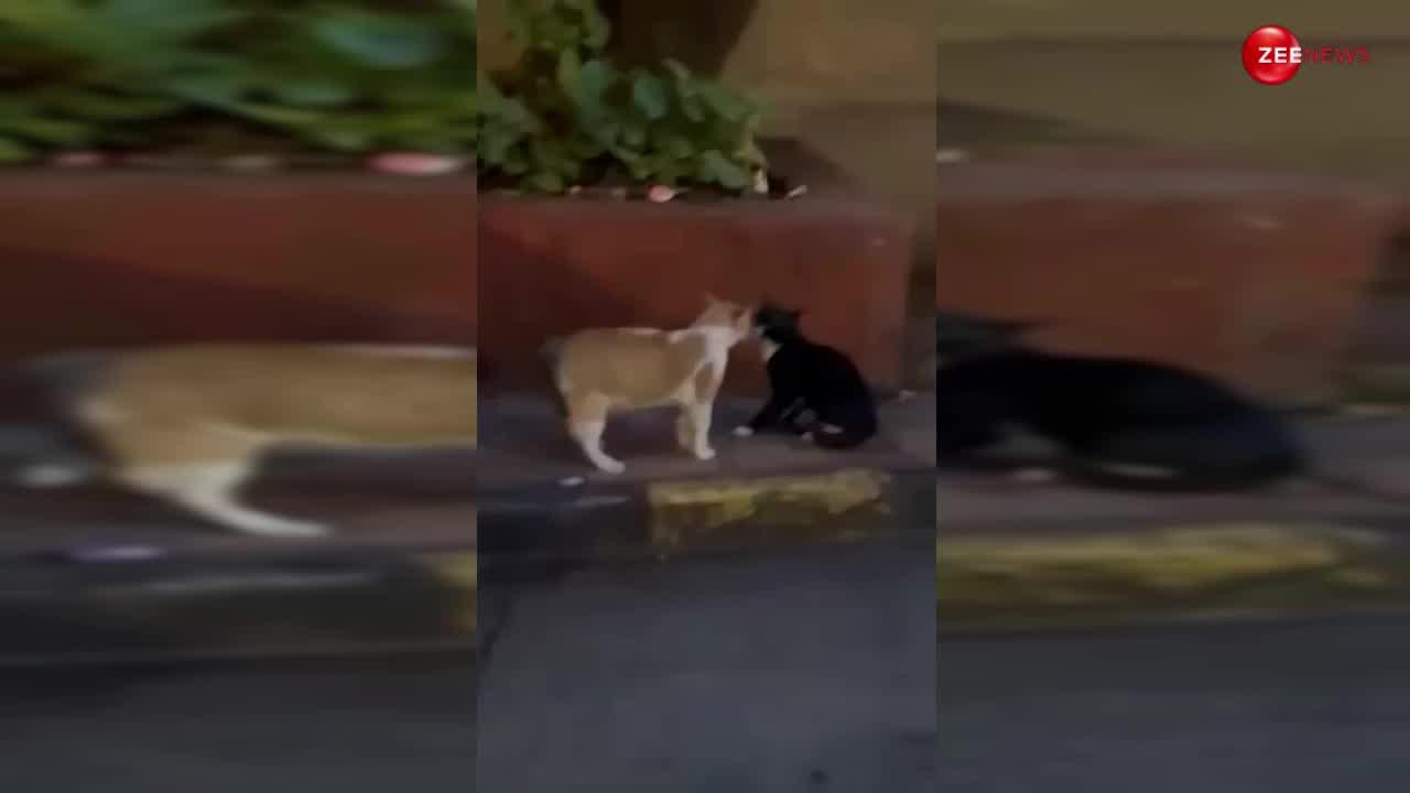 दो बिल्लियों के झगड़े के बीच दिखा रोमांस, दोनों ने एक दूसरे को किया किस
